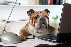 Hund an PC